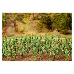 PLANTAS DE MAÍZ (36)