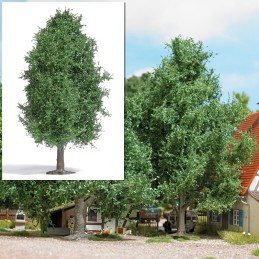 ÁRBOL DE HOJA CADUCA, VERANO